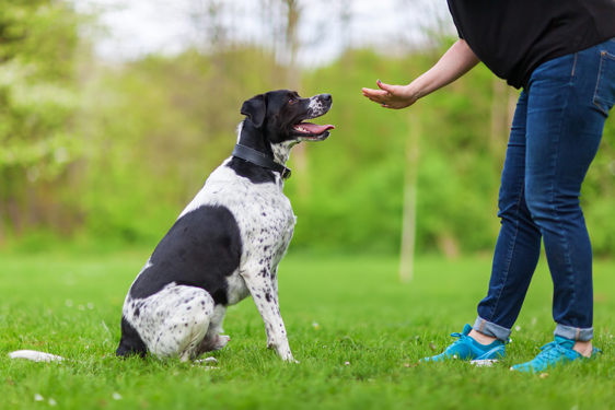 Trainer giving a command to dog